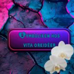 Symboliken hos vita orkidéer